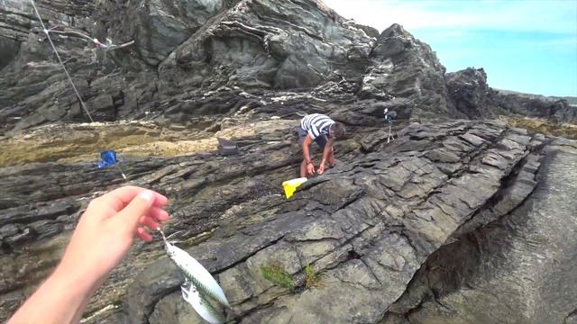 Скумбрия (mackerel)  садилась на все крючки.Морская рыбалка в Англии со скал.(Уэльс)