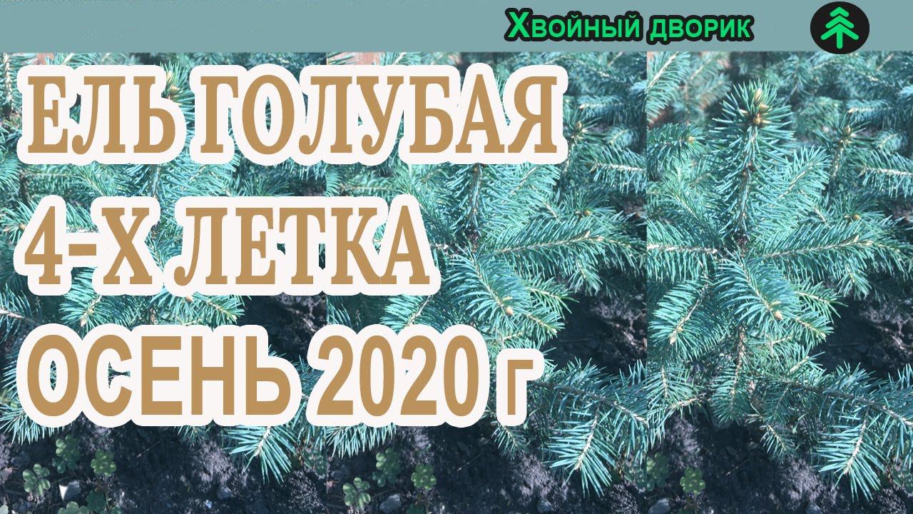 Ель голубая 4-х летка Сезон осень 2020 года (Обзор)питомник Хвойный дворик смотреть онлайн