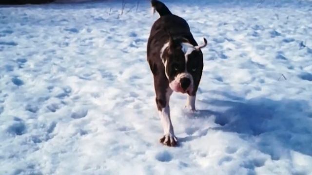 Alapaha Blue Blood Bulldog - Facts and Information смотреть онлайн