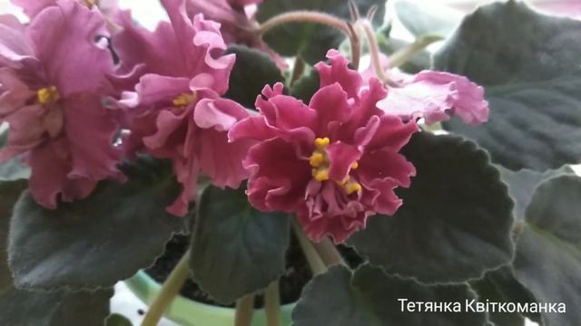 Червоні фіалки АВ-Черный Принц та ЛЕ-Бетельгейзе (Бонус Gillian та ЛЕ-Парнасская Роза) смотреть онлайн