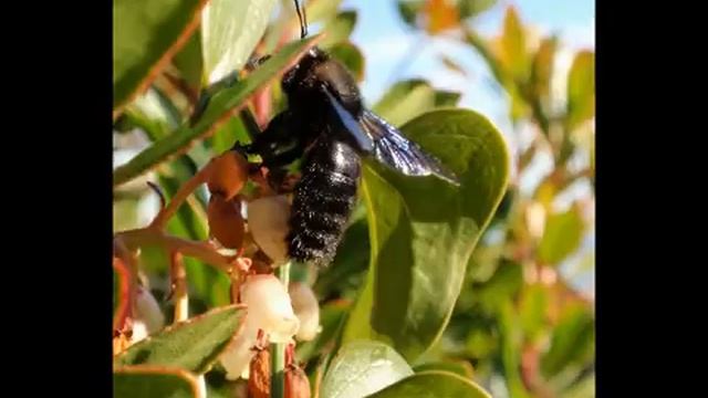 Macrofotografia prove con compatta смотреть онлайн