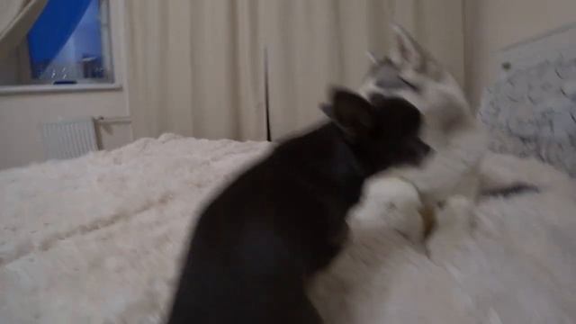 Вложег: ухаживаем за котами и собаками, живём в джунглях, сушим ништяки смотреть онлайн