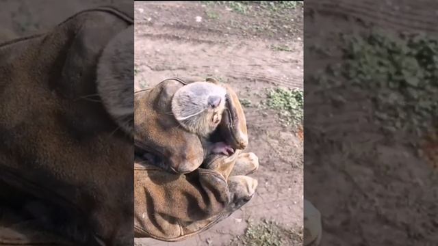 Поймали вредителя, а он кусаеся. Смешное видео о животных. Юмор.