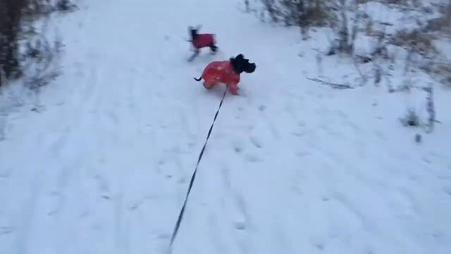 Цвергшнауцер , первый снег в этом году ) смотреть онлайн