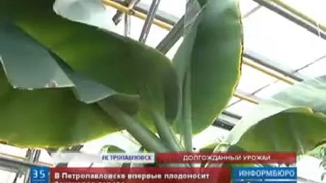 2013 31 канал В+Петропавловске+впервые++плодоносит+банановое+дерево смотреть онлайн