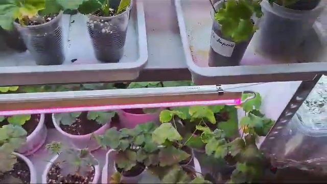 Новые приобретения черенков пеларгонии ??как поживают черенки которые укореннились месяц назад ?? смотреть онлайн