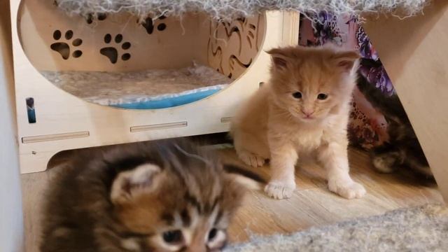 Мейн-кун. Котенок 1 месяц. Maine coon, kitten 1 month смотреть онлайн