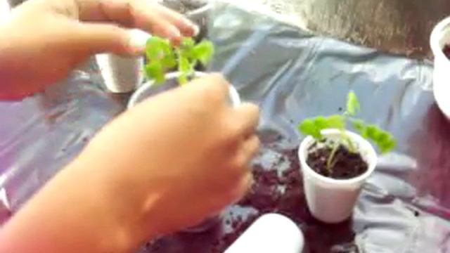 Growing Startfruit (Carambola) from seeds. Part 1. смотреть онлайн