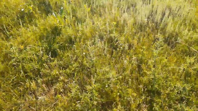 Идём с козами на пастбище . смотреть онлайн