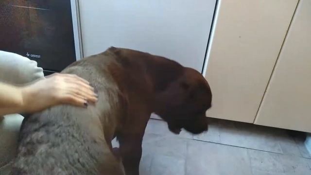 Прикол! Анекдоты про деньги, жену и собаку))) смотреть онлайн