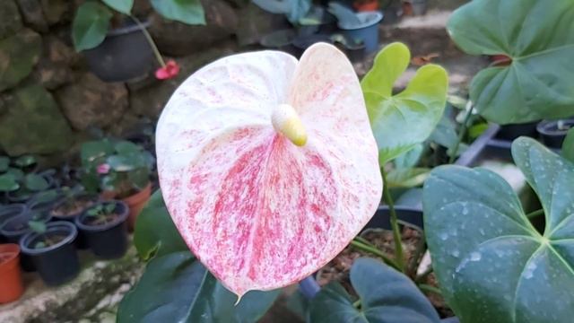 Anthurium Shibori