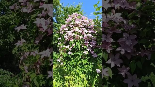 Клематис Хегли Хейбрид(третья группа обрезки). смотреть онлайн