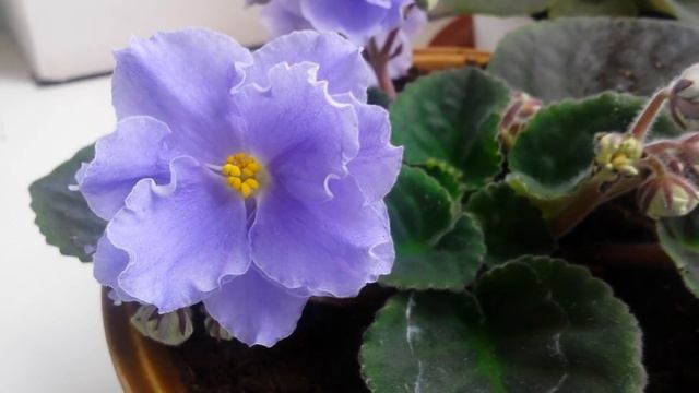 Фиалки в доме - польза или вред? смотреть онлайн