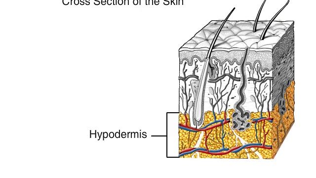 How The Skin Works Animation - Structure and Function of the Human Skin Video - Skin Layers Anatomy смотреть онлайн