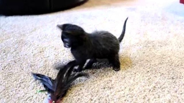 Парень подарил девушке плешивого котенка. Когда она узнала его стоимость, то чуть не упала со стула смотреть онлайн