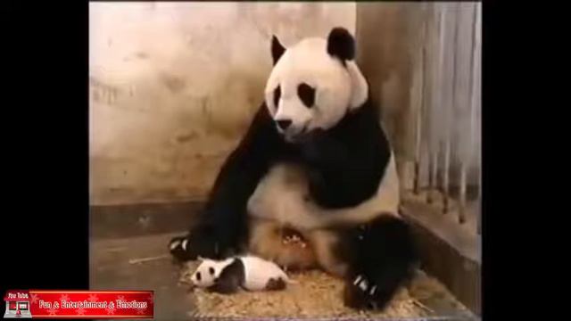 How A Clingy Panda Afraid By His Own Cutest Baby Panda смотреть онлайн