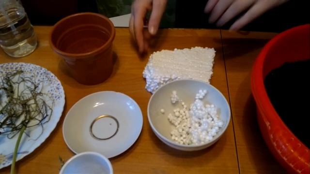 "Комнатные цветы" Поучительное видео - не сложные хитрости посадки отростков домашних растений. смотреть онлайн