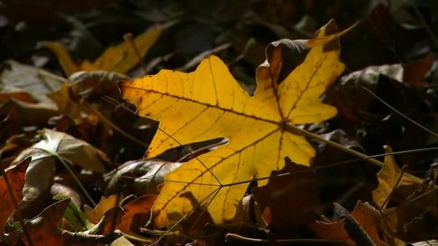 Autumn footage / Осенний футаж 21 смотреть онлайн
