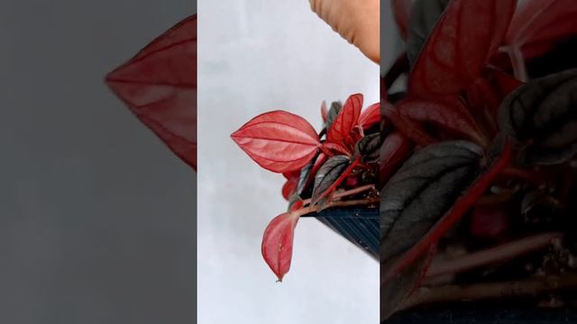 Пеперомия Санторини #пеперомиясанторини #комнатныерастения #комнатныецветы #растенияпочтой #ннов смотреть онлайн