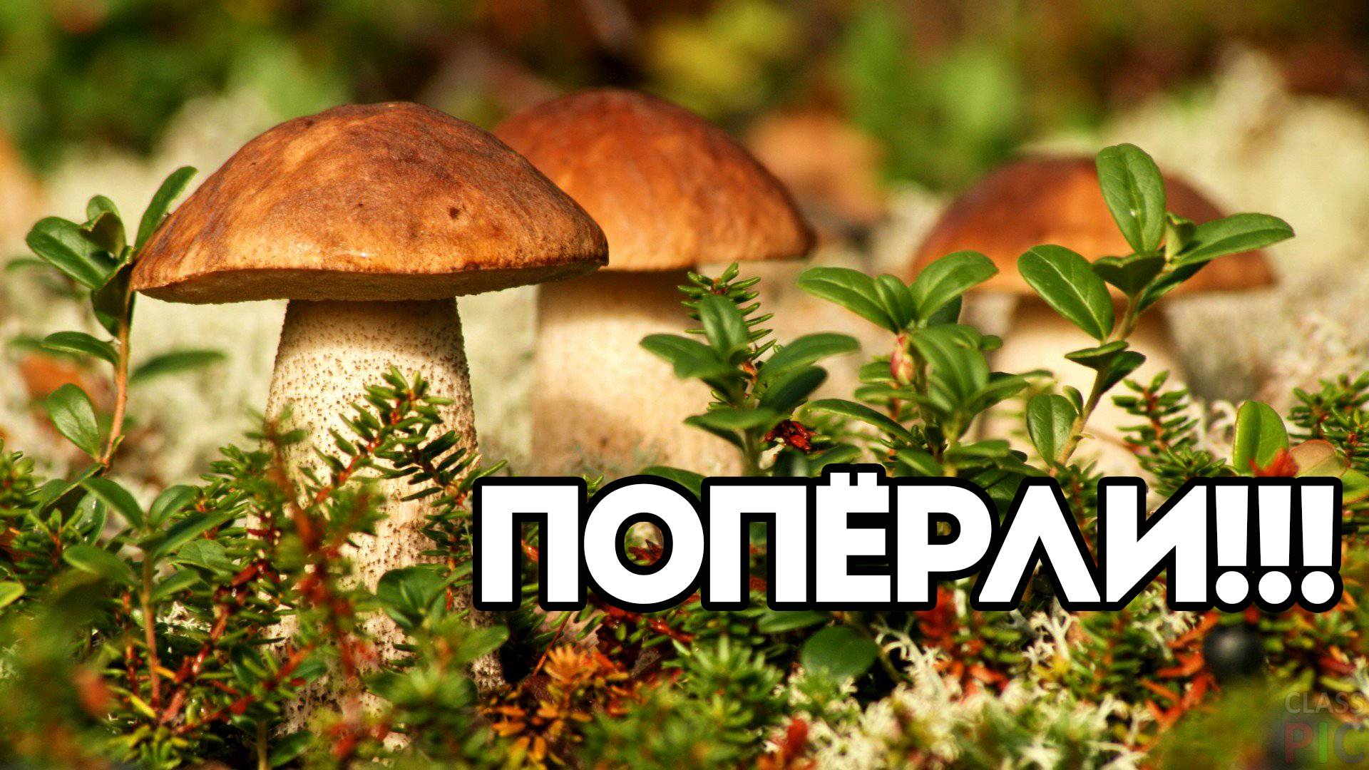 СОБИРАЕМ КРАСИВЫЕ ГРИБЫ | ПРОГУЛЯЛИСЬ ПО ЛЮБИМЫМ МЕСТАМ