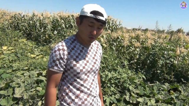 Тыква UG 205 F1 - очень плодоносный, выносливый, жизнеспособный сорт (13-08-2018) смотреть онлайн