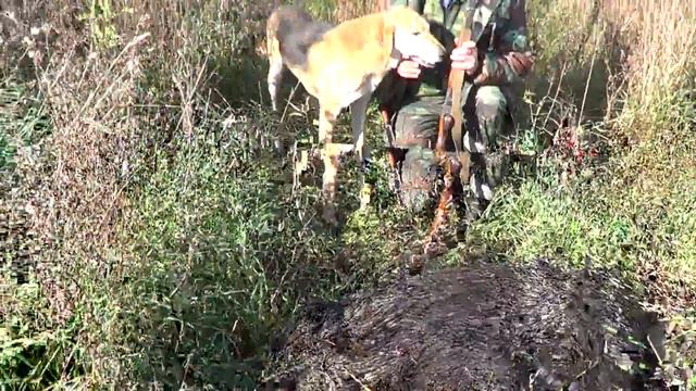 Два добытых кабана.Собаки отрываются. смотреть онлайн