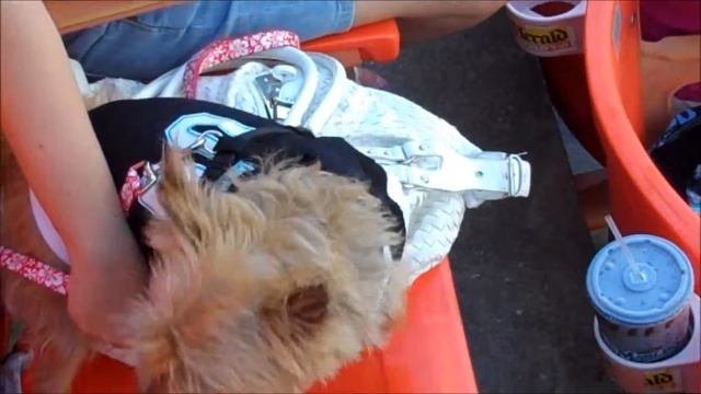 Take ZuZu to the BARK Game смотреть онлайн