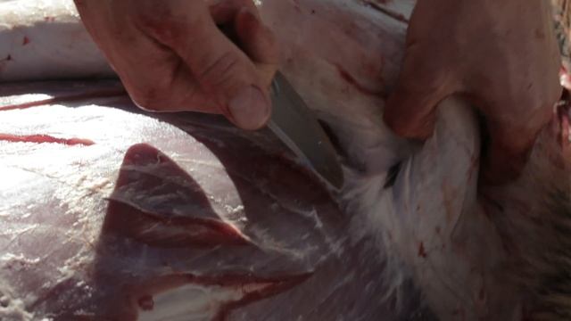 Gerber Downwind Ulu смотреть онлайн