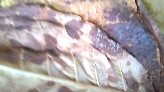 Плесень на табаке. Осеннее разочарование... смотреть онлайн