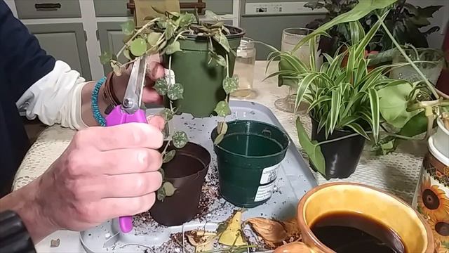 Propagation's /Potting /Amaryllis Update смотреть онлайн