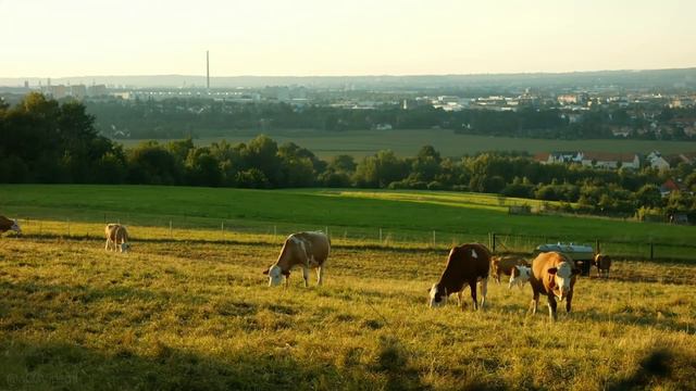 Animal Planet 4K Scenery Movie Video || Best Video for Animal Lovers || Cute Animals 😍😍😍 смотреть онлайн