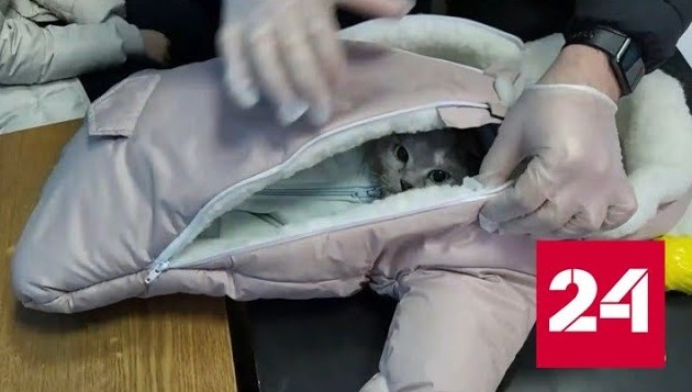 Женщина с кошкой в детской одежде попалась на распространении наркотиков - Россия 24 