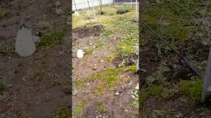 Как сделать бюджетный виноградник