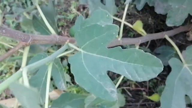 Проблема с созреванием ИНЖИРА. смотреть онлайн