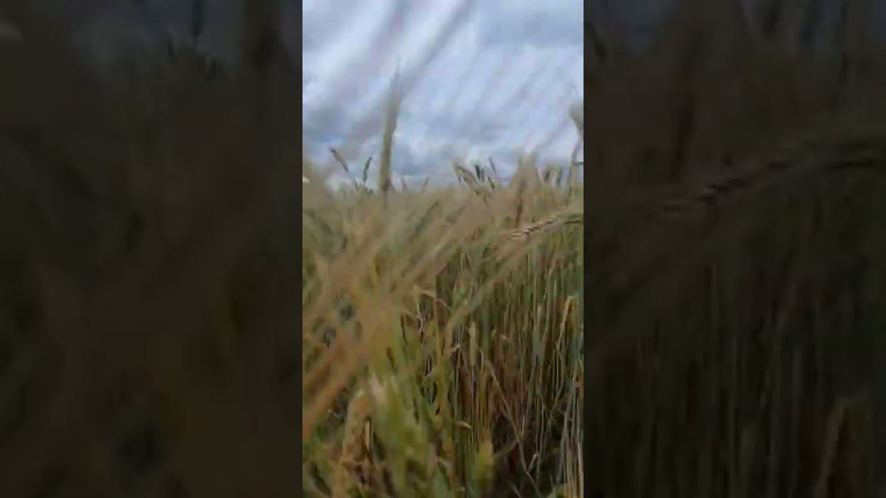 По полюшку... смотреть онлайн