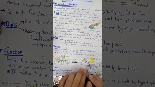 Pancreas+Spleen | GIT Development | Part 3 смотреть онлайн