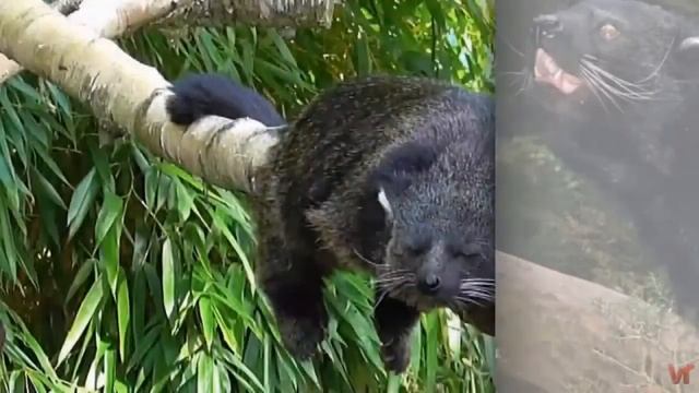 Бинтуронг (Binturong)