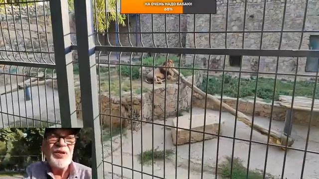 Стрим Ташкентский Зоопарк. Говорим обо всём. смотреть онлайн