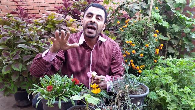 إزهار الجازانيا ..... Gazania Flowers смотреть онлайн