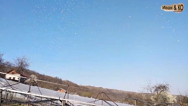 Посадка картошки. Рассада помидор. смотреть онлайн