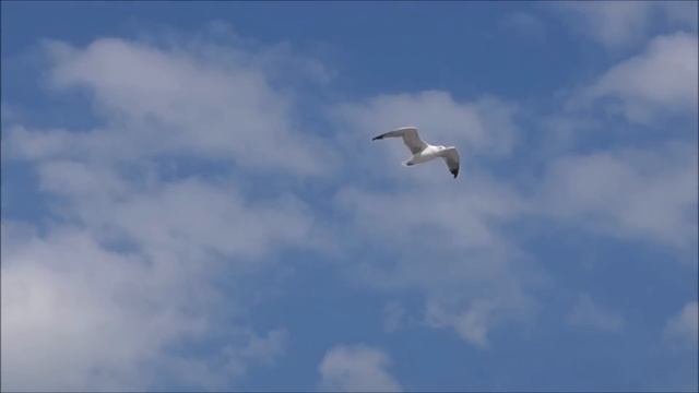 Клип Чёрное море Абхазия Гагра