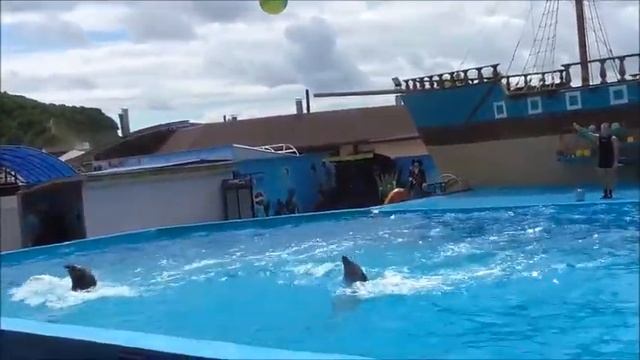 Дельфины поют и танцуют!!! Потрясающее зрелище!!!!!!!!!Dolphins sing and dance!!! смотреть онлайн