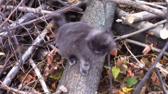 Кот одурманен валерьянкой Ivory intoxicated valerian cat смотреть онлайн