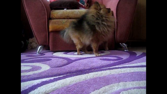 любите своих питомцев, уделяйте им больше времени!