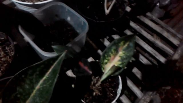 Cacahan Bonggol Aglonema, Philo Florida Ghost