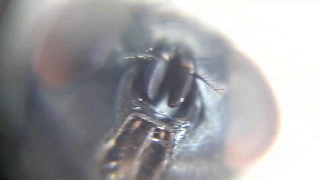 Бормочущая муха смотреть онлайн