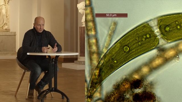 Что такое парк? Разговор с альгологом. смотреть онлайн