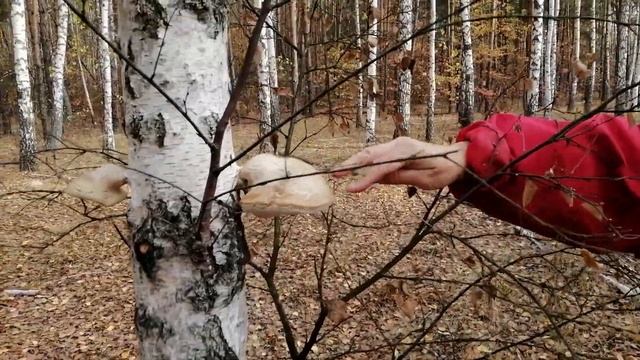Прогулка осеннему по лесу ученый цвергшнауцер Рэй в поиске грибов смотреть онлайн