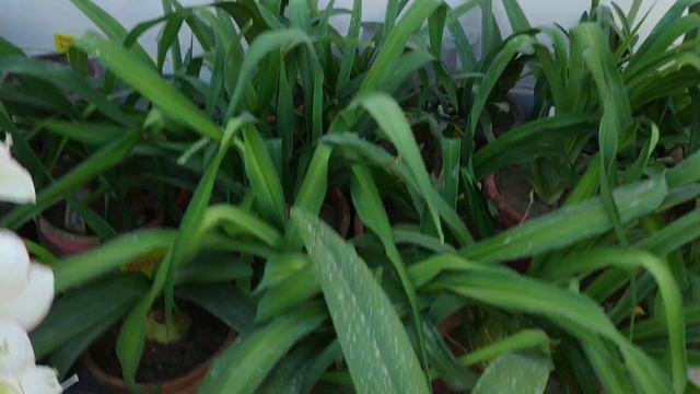 Amaryllis not Blooming | Buds drying смотреть онлайн