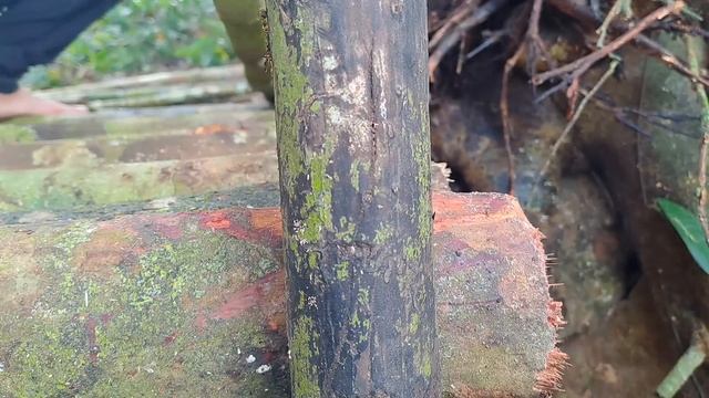 CAMPING HUJAN DERAS||MEMBANGUN TEMPAT BERLINDUNG DI AKAR POHON BESAR смотреть онлайн